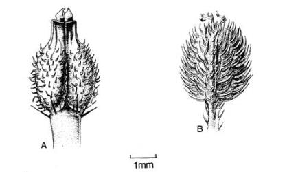 Fig. 10. Immature frs of  Apiaceae. A  Anthriscus caucalis; B  Torilis japonica. © All rights reserved. [Image: 4X3C]