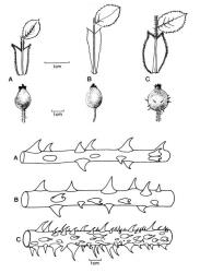 Fig. 100. Stipules, hips, and stems of  Rosa sect. Caninae. A  R. micrantha; B  R. canina; C  R. rubiginosa. © All rights reserved. [Image: 4X3D]