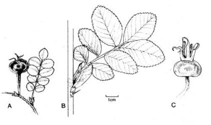 Fig. 101. Lvs and hips of  Rosa. A  R. pimpinellifolia; B-C  R. rugosa. © All rights reserved. [Image: 4X3E]