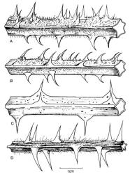 Fig. 102. Primocanes of  Rubus subgen. Rubus. A  R. echinatus; B  R. leptothyrsos; C  R. procerus; D  R. ostryifolius. © All rights reserved. [Image: 4X3F]