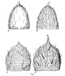 Fig. 103. Sepals of  Rubus subgen. Rubus. A  R. ostryifolius; B  R. procerus; C  R. ulmifolius; D  R. vestitus. © All rights reserved. [Image: 4X3G]