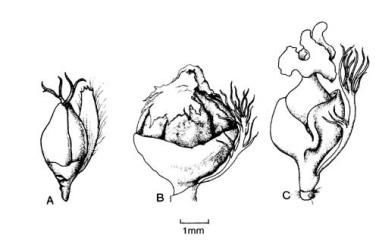 Fig. 104.  Populus, ♀ fls. A  P. alba; B  P. deltoides; C  P. × gileadensis. © All rights reserved. [Image: 4X3H]