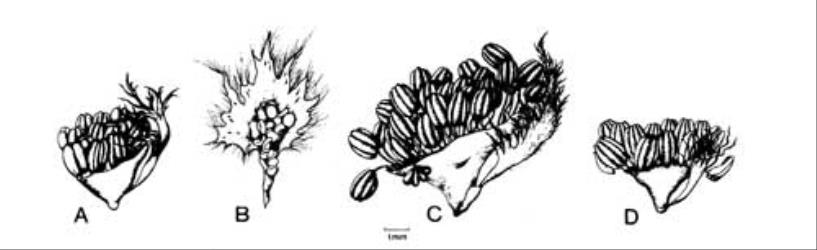 Fig. 105.  Populus, ♂ fls. A  P. nigra cv. 'Italica'; B  P. tremula; C  P. trichocarpa; D  P. yunnanensis. © All rights reserved. [Image: 4X3I]