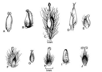 Fig. 106.  Salix, ♀ fls. A  S. alba; B  S. babylonica; C  S. cinerea; D  S. elaeagnos, E  S. purpurea; F  S. × calodendron; G  S. × chrysocoma; H  S. glaucophylloides; I  S. × sepulchralis; J  S. viminalis. © All rights reserved. [Image: 4X3J]