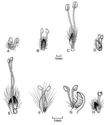 Fig. 107.  Salix, ♂ fls. A  S. alba; B  S. fragilis; C  S. × reichardtii; D  S. viminalis; E  S. cinerea; F  S. daphnoides subsp. acutifolia; G  S. × chrysocoma; H  S. purpurea. © All rights reserved. [Image: 4X3K]