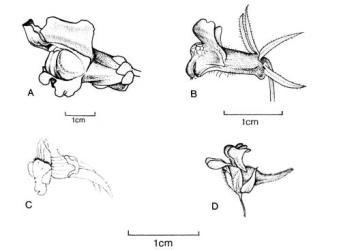 Fig. 108. Fls of  Scrophulariaceae. A  Antirrhinum majus; B  A. orontium; C  Cymbalaria muralis; D  Kickxia elatine. © All rights reserved. [Image: 4X3L]