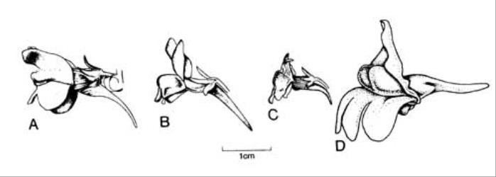 Fig. 109. Fls of  Linaria. A  L. genistifolia subsp. dalmatica; B  L. maroccana; C  L. purpurea; D  L. vulgaris. © All rights reserved. [Image: 4X3M]