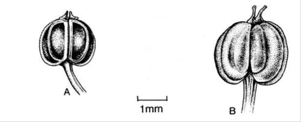 Fig. 11. Frs of  Apium. A  A. graveolens; B  A. prostratum subsp. prostratum var. filiforme. © All rights reserved. [Image: 4X3N]