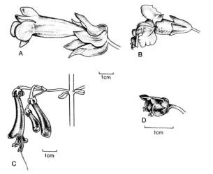 Fig. 110. Fls of  Scrophulariaceae. A  Lophospermum erubescens;  B  Mimulus guttatus; C  Phygelius capensis; D  Scrophularia nodosa. © All rights reserved. [Image: 4X3P]