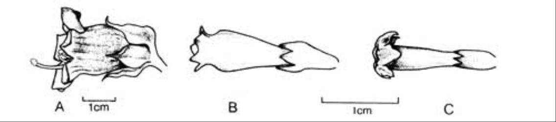 Fig. 111. Fls of  Atropa  and  Cestrum. A  A. bella-donna; B  C. elegans; C  C. parqui. © All rights reserved. [Image: 4X3Q]