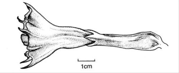 Fig. 112. Fl. of  Datura stramonium. © All rights reserved. [Image: 4X3R]