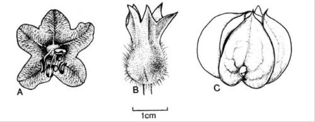 Fig. 113. A-B  Hyoscyamus niger, A fl., B fruiting calyx; C  Nicandra physalodes, fruiting calyx. © All rights reserved. [Image: 4X3S]