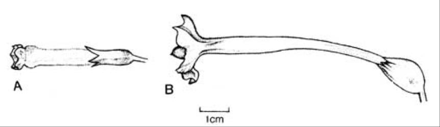 Fig. 114. Fls of  Nicotiana. A  N. glauca; B  N. sylvestris. © All rights reserved. [Image: 4X3T]