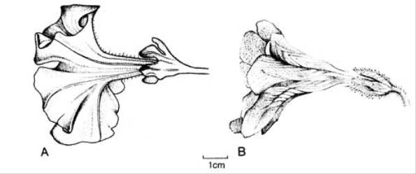 Fig. 115. Fls of  Petunia  and  Salpiglossis. A  P. × hybrida; B  S. sinuata. © All rights reserved. [Image: 4X3U]