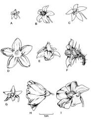 Fig. 116. Fls of  Solanum. A  S. americanum; B  S. chenopodioides; C  S. dulcamara; D  S. jasminoides; E  S. linnaeanum; F  S. marginatum; G  S. nigrum; H  S. rantonnei; I  S. tuberosum. © All rights reserved. [Image: 4X3V]