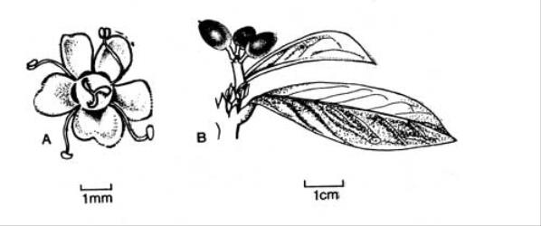 Fig. 117. A  Tamarix chinensis, fl.; B  Daphne laureola, frs. © All rights reserved. [Image: 4X3W]