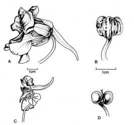  Fig. 118. Fls and frs of  Tropaeolum. A-B  T. majus; C-D  T. speciosum. © All rights reserved. [Image: 4X3X]