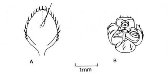 Fig. 119.  Urtica urens, A female fl., B male fl. © All rights reserved. [Image: 4X3Y]