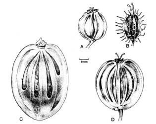 Fig. 12. Frs of  Apiaceae. A  Conium maculatum; B  Daucus carota; C  Heracleum mantegazzianum; D  Pastinaca sativa. © All rights reserved. [Image: 4X3Z]