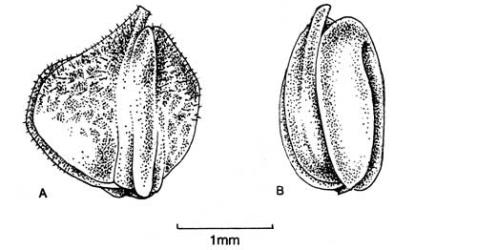 Fig. 120. Frs of  Valerianella. A  V. locusta; B  V. carinata. © All rights reserved. [Image: 4X40]