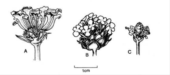 Fig. 121. Infls of  Verbenaceae. A  Lantana camara; B  L. montevidensis; C  Phyla nodiflora. © All rights reserved. [Image: 4X41]