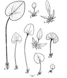 Fig. 122.  Viola, lvs and stipules. A  V. odorata; B  V. arvensis; C  V. tricolor; D  V. lyallii; E  V. cunninghamii; F  V. × wittrockiana; G  V. hederacea; H  V. riviniana; I  V. filicaulis. © All rights reserved. [Image: 4X42]