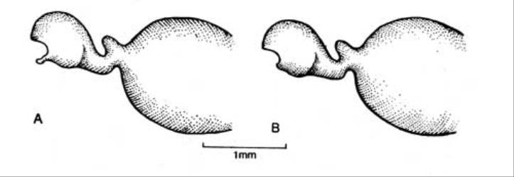 Fig. 123.  Viola, stigma, style, and ovary. A  V. tricolor, ligule present; B  V. arvensis, ligule 0. © All rights reserved. [Image: 4X43]