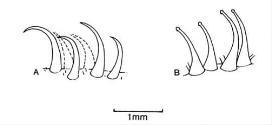 Fig. 13. Spines of  Torilis frs. A  T. arvensis; B  T. japonica. © All rights reserved. [Image: 4X44]