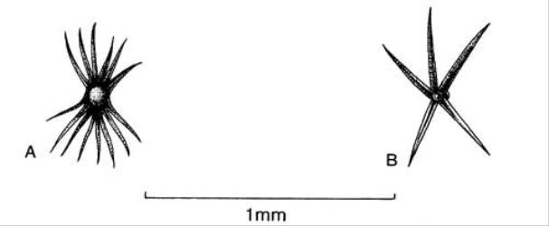 Fig. 14. Hair types in  Hedera helix. A  subsp. canariensis, scale-like hair; B subsp. helix, stellate hair. © All rights reserved. [Image: 4X45]