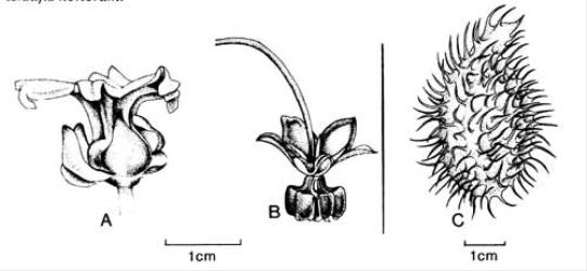 Fig. 15. A  Araujia sericifera; B-C  Gomphocarpus fruticosus, B fl., C fr. © All rights reserved. [Image: 4X46]