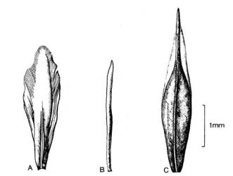 Fig. 16. Receptacular scales of  Anthemideae. A  Chamaemelum nobile; B  Anthemis cotula; C  A. arvensis. © All rights reserved. [Image: 4X47]