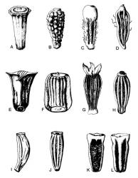 Fig. 17. Achene morphology in  Anthemideae. A  Anthemis arvensis; B  A. cotula; C  Centipeda cunninghamii; D  C. minima; E  Chrysanthemum coronarium; F  C. segetum; G-H  Leucanthemum vulgare  (ray and disc); I  Matricaria dioscoidea; J  Tanacetum parthenium; K-L  Tripleurospermum inodorum  (outer and inner surface). Not to same scale (see text for achene lengths). © All rights reserved. [Image: 4X48]