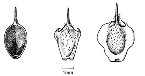 Fig. 18. Achenes of  Soliva sessilis. © All rights reserved. [Image: 4X49]