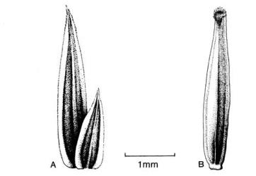 Fig. 19. Involucral bracts of  Conyza. A  C. bilbaoana; B  C. parva. © All rights reserved. [Image: 4X4A]