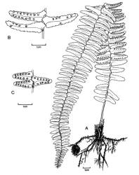 Fig. 2.  Nephrolepis. A-B N. cordifolia, A plant, B pinnae; C  N. aff. cordifolia, pinnae. © All rights reserved. [Image: 4X4B]