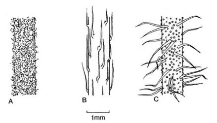 Fig. 20. Stem hairs of  Vittadinia. A  V. gracilis; B  V. cuneata; C  V. australis. © All rights reserved. [Image: 4X4C]