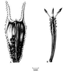 Fig. 21. Achenes of  Bidens. A  B. frondosa; B  B. pilosa. © All rights reserved. [Image: 4X4D]