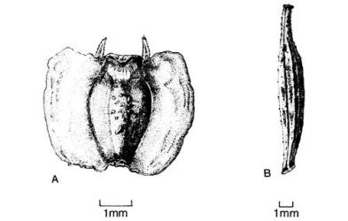 Fig. 22. Achenes of  Heliantheae. A  Coreopsis lanceolata; B  Cosmos bipinnatus. © All rights reserved. [Image: 4X4E]