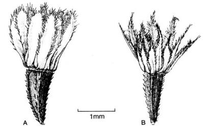 Fig. 23.  Galinsoga, achenes of outer disc florets. A  G. parviflora; B  G. quadriradiata. © All rights reserved. [Image: 4X4F]