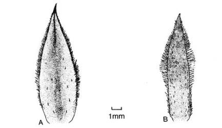 Fig. 24. Involucral bracts of  Helianthus. A  H. tuberosus; B  H. × laetiflorus. © All rights reserved. [Image: 4X4G]