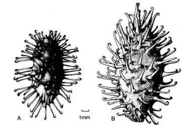 Fig. 25. Fruiting involucres of  Xanthium. A  X. spinosum; B  X. strumarium. © All rights reserved. [Image: 4X4H]