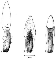 Fig. 26.  Gnaphalium  and related genera, middle involucral bracts. A  Anaphalis trinervis; B  Pseudognaphalium luteoalbum; C  Gnaphalium delicatum. © All rights reserved. [Image: 4X4I]