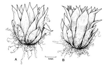 Fig. 27. Capitula of  Gnaphalium purpureum. A   var. purpureum; B   var. ustulatum. © All rights reserved. [Image: 4X4J]