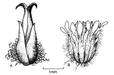 Fig. 29. Capitula of  Stuartina  and  Vellereophyton. A  S. muelleri, at fruiting; B  V. dealbatum, at anthesis. © All rights reserved. [Image: 4X4L]