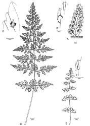 Fig. 3. A-B  Athyrium filix-femina, A secondary pinna, B indusium; C-D  Cystopteris fragilis, C frond, D indusium; E-F  C. tasmanica, E frond, F indusium. © All rights reserved. [Image: 4X4M]