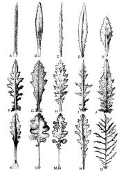 Fig. 30. Lower cauline lvs of erechtitoid senecios. A  S. quadridentatus; B  S. dunedinensis; C  S. diaschides; D  S. minimus; E  S. kermadecensis;  F-G  S. glomeratus, F mainland form, G Chatham Is form; H  S. biserratus; I  S. hispidulus; J  S. scaberulus; K-M  S. wairauensis, K upland South Id form, L normal form, M southern form; N-O  S. bipinnatisectus, N setose form, O normal form. © All rights reserved. [Image: 4X4N]