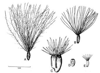 Fig. 32.  Cardueae, achenes. A  Cirsium vulgare; B  Carduus nutans; C  Carthamus lanatus; D  Centaurea nigra; E  Centaurea solstitialis. © All rights reserved. [Image: 4X4Q]