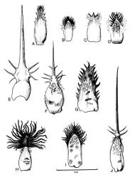 Fig. 33.  Centaurea, middle involucral bracts. A  C. cineraria; B  C. cyanus; C  C. jacea; D  C. maculosa; E  C. calcitrapa; F  C. melitensis; G  C. montana; H  C. nigra; I  C. scabiosa; J  C. solstitialis. © All rights reserved. [Image: 4X4R]