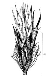 Fig. 34.  Echinops ritro, involucre of a single capitulum. © All rights reserved. [Image: 4X4S]