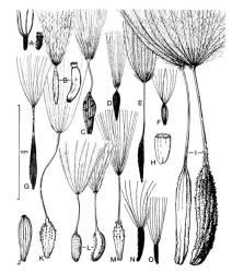 Fig. 35.  Lactuceae, achenes. A  Tolpis barbata  (inner and outer); B  Leontodon taraxacoides  (inner and outer); C  Lactuca serriola; D  Mycelis muralis; E  Hypochoeris radicata; F  Crepis capillaris; G  C. vesicaria; H  Cichorium intybus; I  Tragopogon porrifolius  (inner and outer); J  Lapsana communis; K  Taraxacum officinale; L  Picris echioides  (inner and outer); M  Chondrilla juncea; N  Hieracium lepidulum; O H. pilosella. © All rights reserved. [Image: 4X4T]